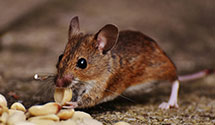 24 Hour & Emergency Exterminators in West Des Moines, IA